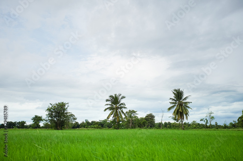 Green rice field with minimal tree in a cloudy day
