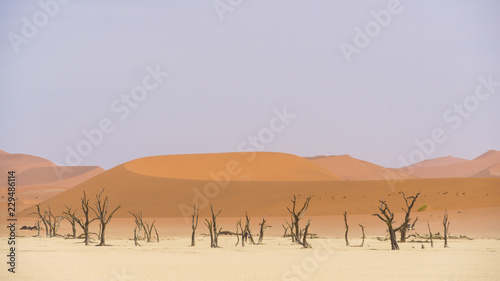 Dry lagoon and dead forest in Namibia. Deadvalei landscape