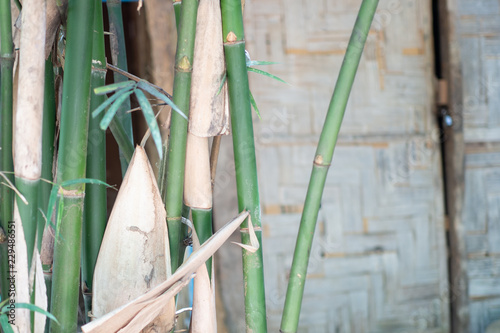 Fototapeta Naklejka Na Ścianę i Meble -  natural bamboo tree and out of focus weaving bamboo leaves hut background.