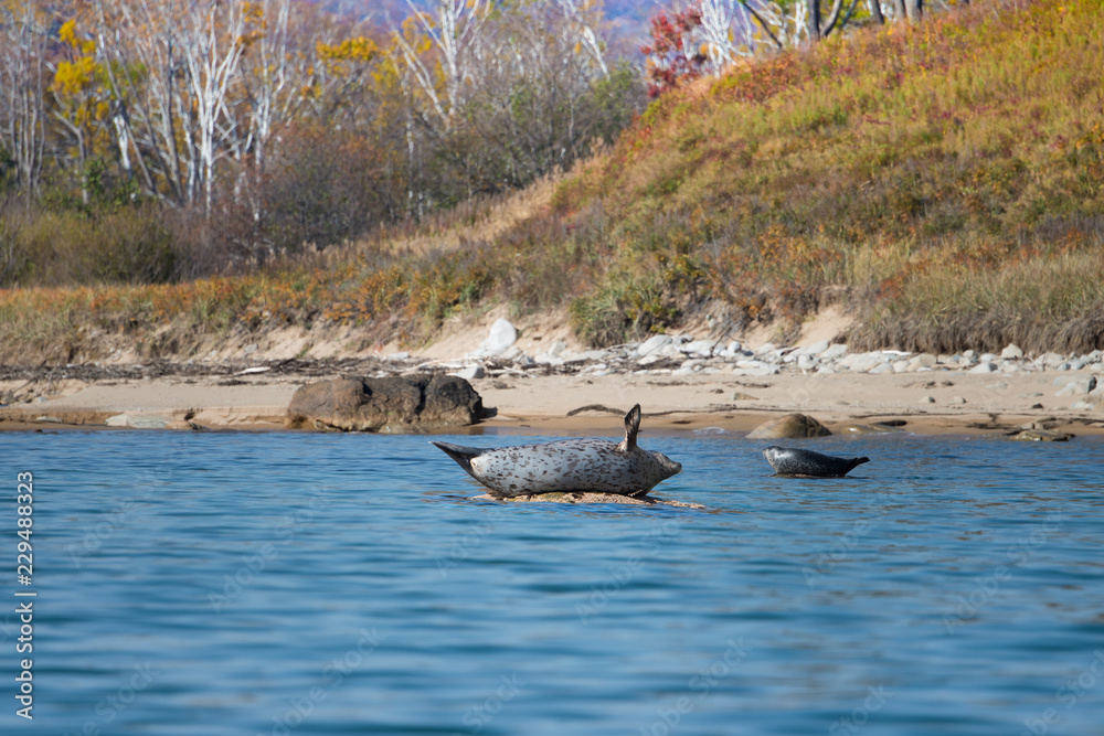 Fototapeta premium Ringed seals bask / Ringed seals bask in the sun at the shore of the wild Bay