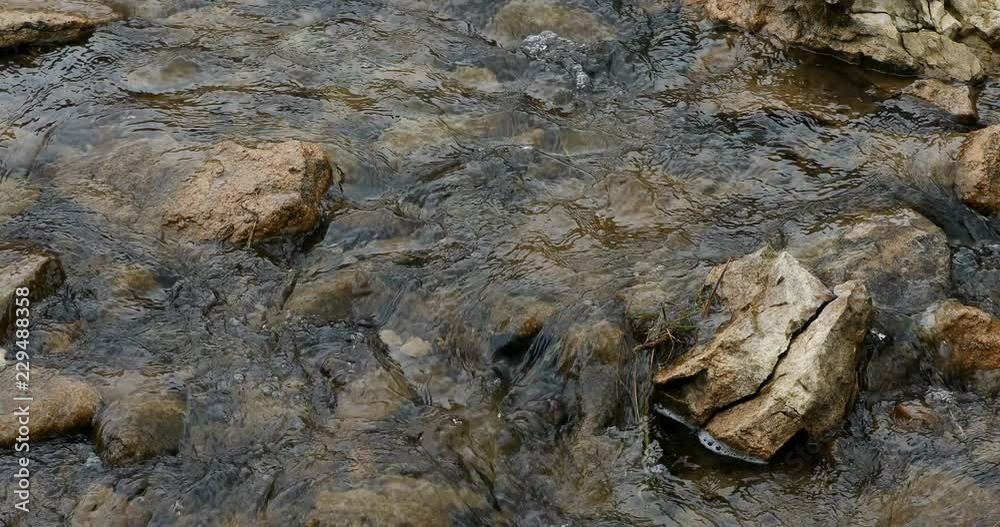 Salmon Kokanee swim upstream to spawn Utah mountains. Autumn fish swim upstream from lakes into creek and river to spawn. Scenic landscape and nature. Salmon Kokanee swim upstream to spawn Utah mountains. Autumn fish swim upstream from lakes into creek and river to spawn. Scenic landscape and nature.