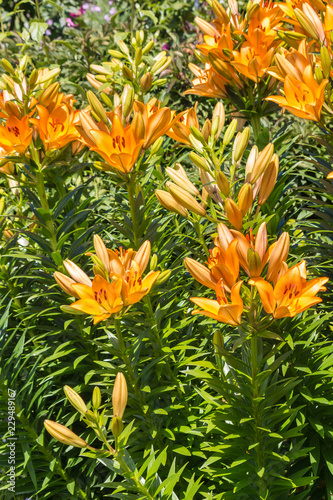 Fototapeta Naklejka Na Ścianę i Meble -  orange lily flowers growing in garden