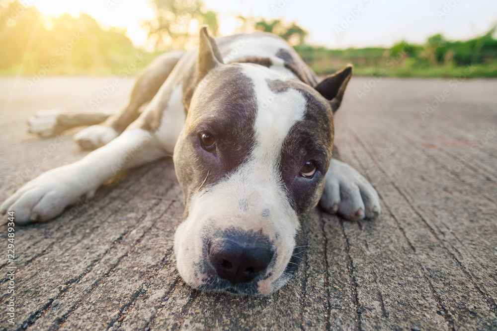 Cute Dog pit bull lying down in morning on sunny summer day,selective focus