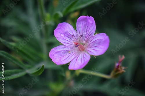 Rocky Mountain wildflowers in macro close up view in full summer bloom in the forest along hiking trails to Doughnut Falls in Big Cottonwood Canyon, in the Wasatch front Rocky Mountains, Utah, Western