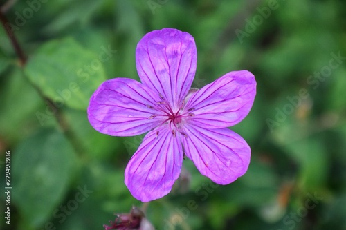 Rocky Mountain wildflowers in macro close up view in full summer bloom in the forest along hiking trails to Doughnut Falls in Big Cottonwood Canyon, in the Wasatch front Rocky Mountains, Utah, Western