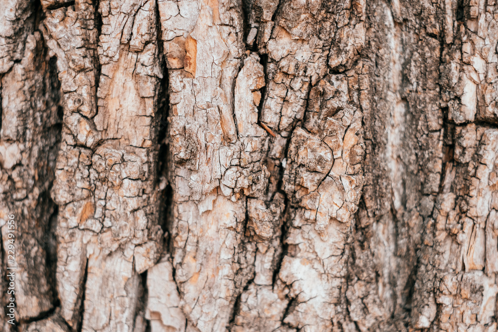 Texture of light brown tree bark bumps and cracks. Macro, close-up texture style. Texture of light brown tree bark bumps and cracks. Macro, close-up texture style.
