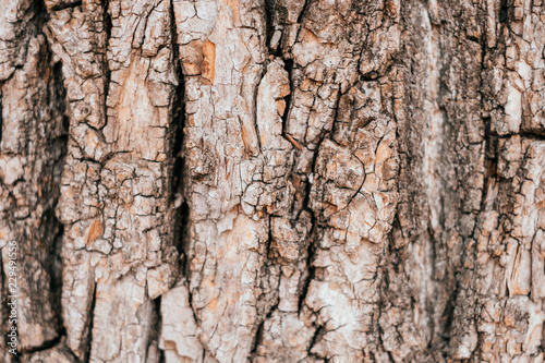 Texture of light brown tree bark bumps and cracks. Macro, close-up texture style.