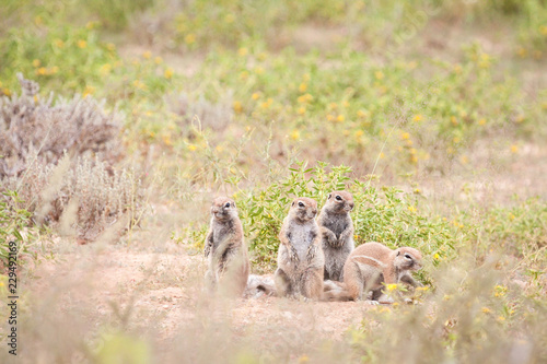 Cute Cape ground squirrels sitting outside their burrow.