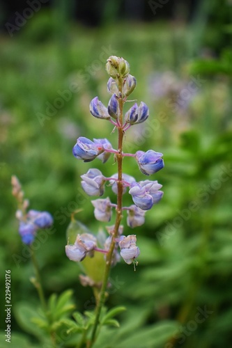 Rocky Mountain wildflowers in macro close up view in full summer bloom in the forest along hiking trails to Doughnut Falls in Big Cottonwood Canyon, in the Wasatch front Rocky Mountains, Utah, Western