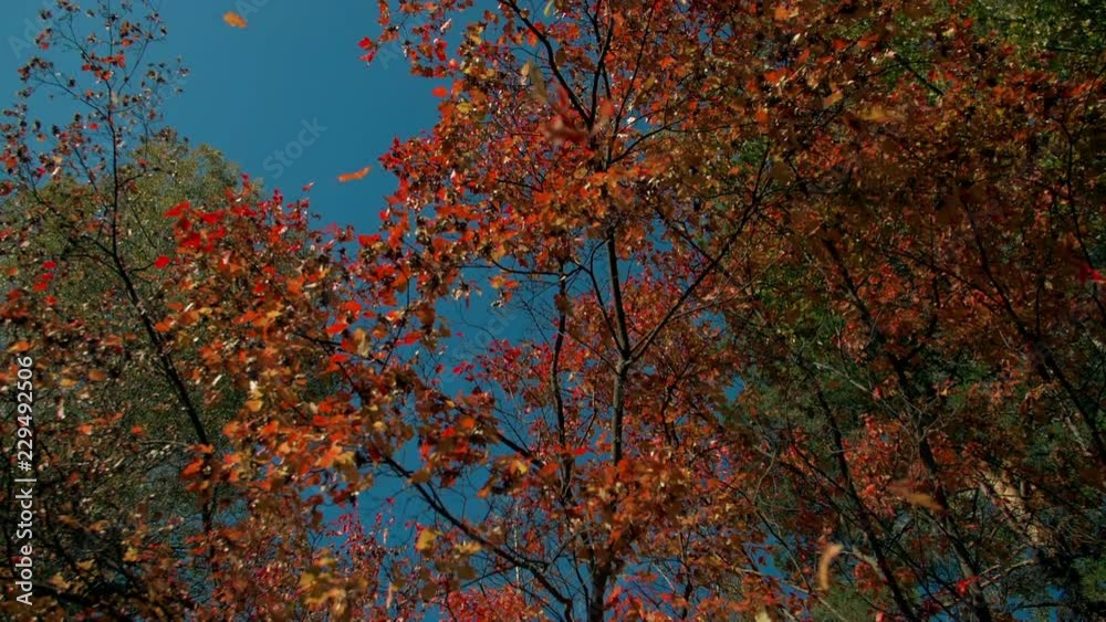 Red fall foliage falling off in autumn forest on sunny day. Vibrant leaf falling slowly towards the ground in slow fall. Red fall foliage falling off in autumn forest on sunny day. Vibrant leaf falling slowly towards the ground in slow fall.