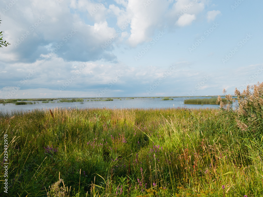 The green shore of the Bay in the suburbs of St. Petersburg on a Sunny summer day The green shore of the Bay in the suburbs of St. Petersburg on a Sunny summer day