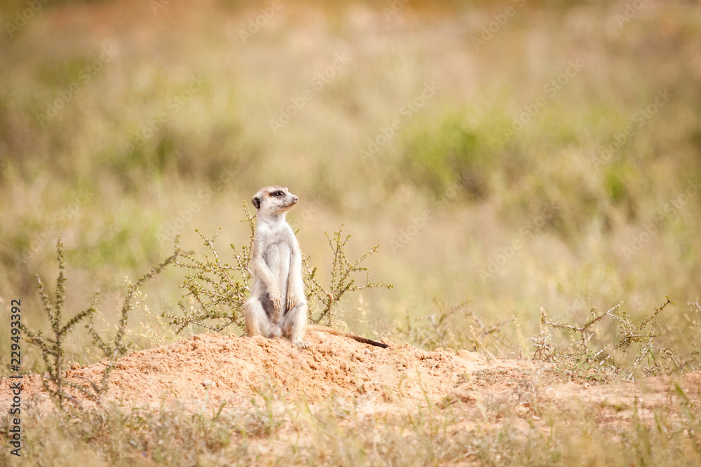 Adorable meerkat sitting outside its burrow keeping a close lookout for any predators. Adorable meerkat sitting outside its burrow keeping a close lookout for any predators.