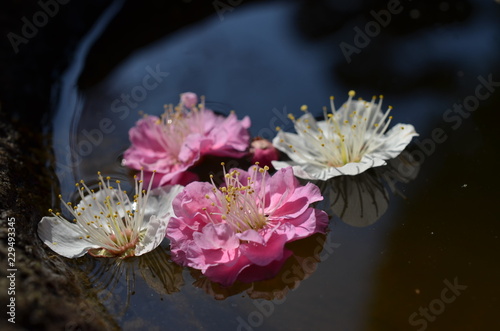 水辺の紅白梅の花