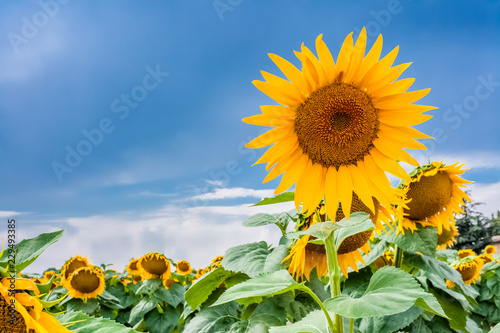 Fototapeta Naklejka Na Ścianę i Meble -   fleurs de tournesols 