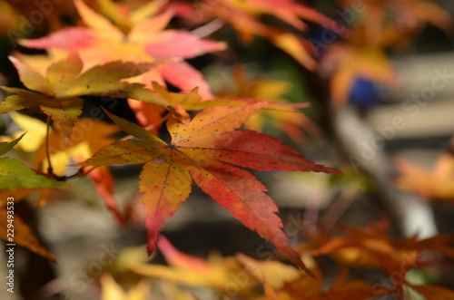 紅葉のある風景
