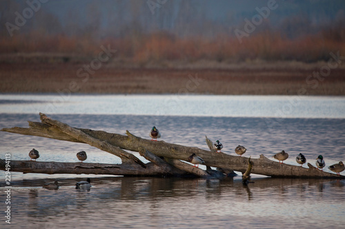 Picturesque view of ducks perched on down tree trunks in water with vegetation in background
