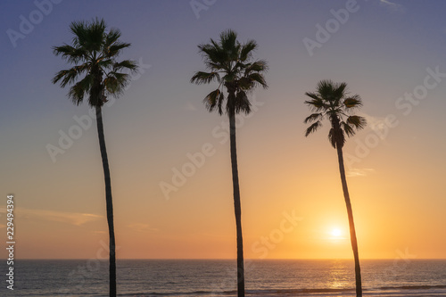 LA Palm Trees © Black Hoof, LLC