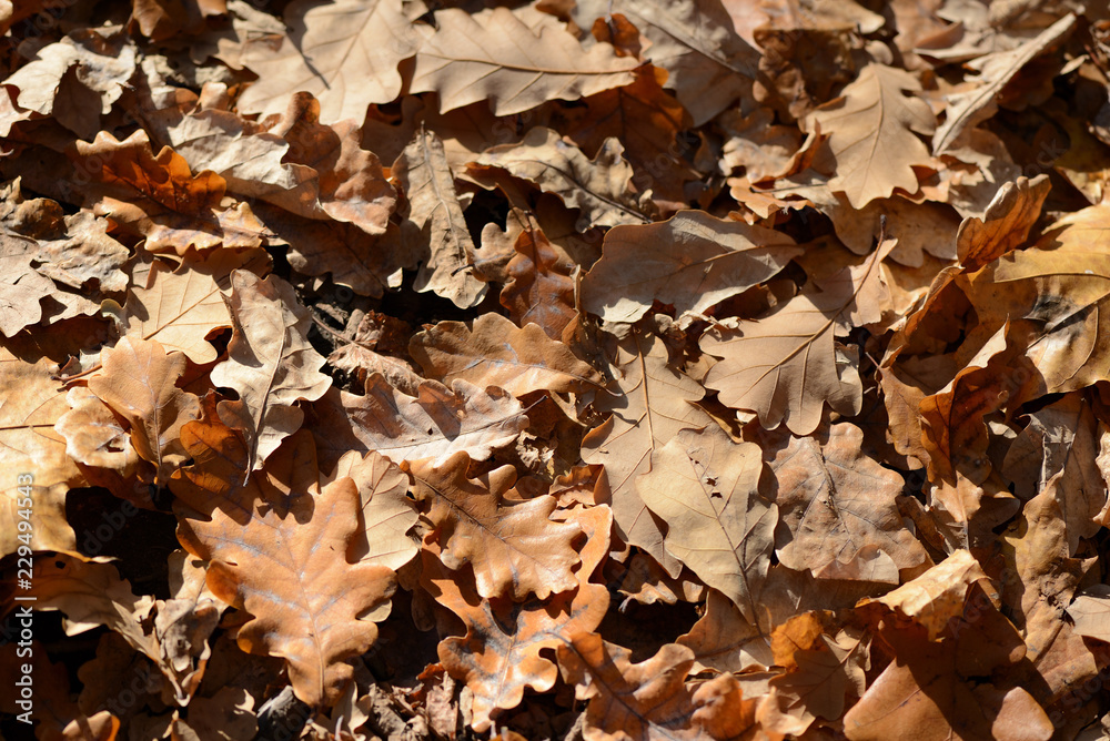 Background of dry leaves lit by the sun in the autumn forest
