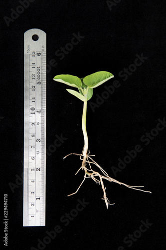 soybean at VC stage - cotyledons and unifoliate leaves fully expanded photo