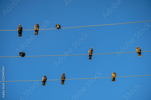 bunch of pigeons resting on the electric wire under blue sky in the morning 