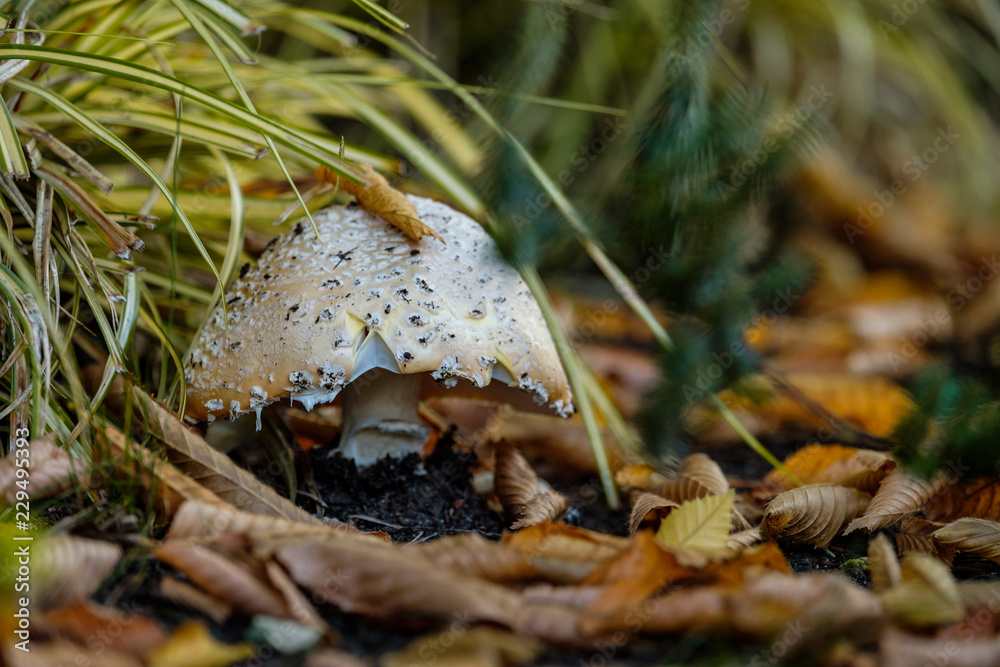 brown mushroom covered behind green grasses and fall leaves on the ground brown mushroom covered behind green grasses and fall leaves on the ground