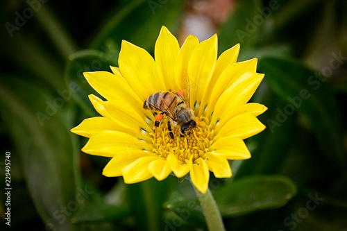 bee on yellow flower