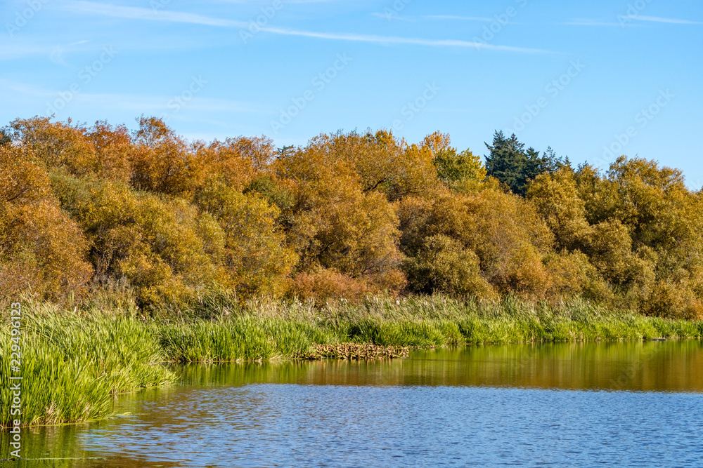 forest display full autumn colour by the edge of the pond under blue sky forest display full autumn colour by the edge of the pond under blue sky