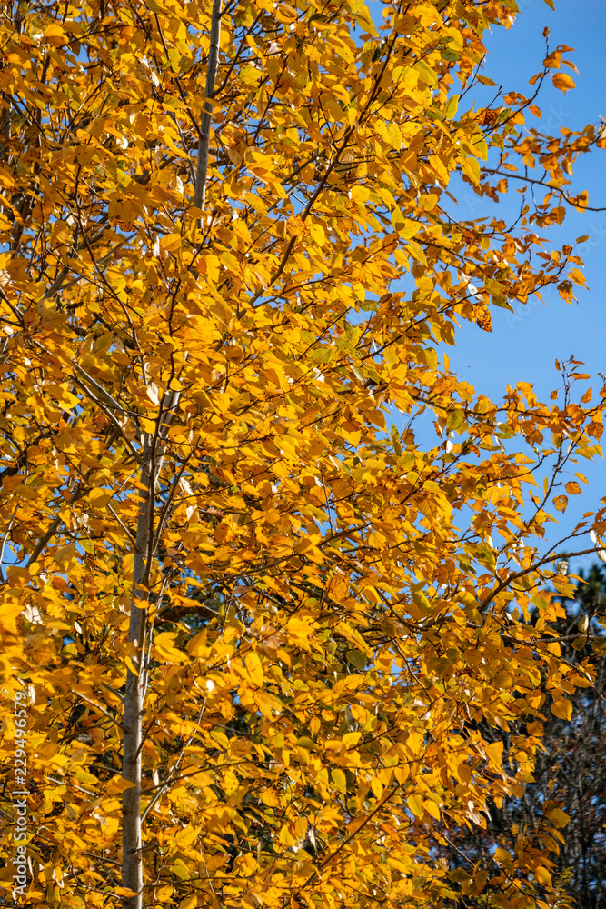 golden coloured autumn leaves back lit by the sun under the blue sky on a sunny day