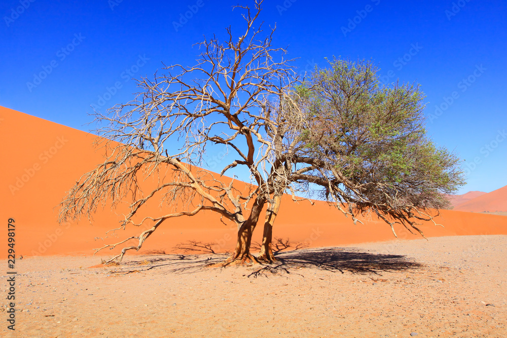 Namib Naukluft national Park/Namib Naukluft national Park, famous for the world's largest red sand dunes Namib Naukluft national Park/Namib Naukluft national Park, famous for the world's largest red sand dunes