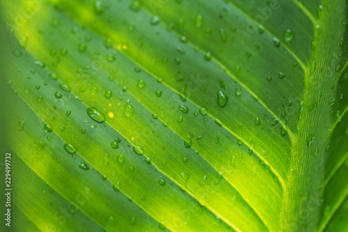 Natural green leaves background. Leaf texture. Abstract green leaf texture and drop of water for background.