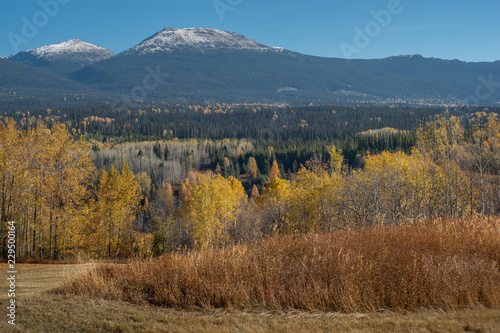 Autumn Boreal Forest Beauty