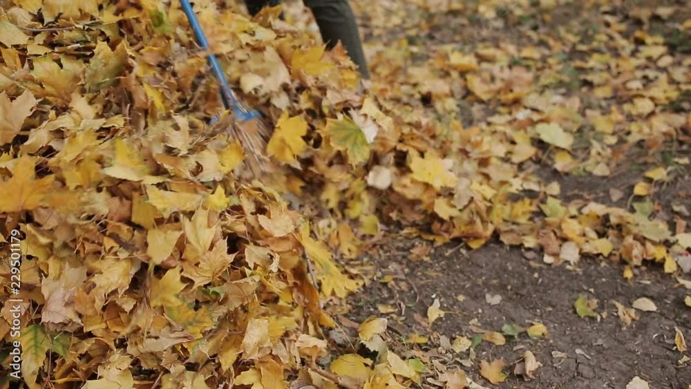 rake in the foliage in the fall. Closeup of cleaning yellow leaves. rake in the foliage in the fall. Closeup of cleaning yellow leaves.