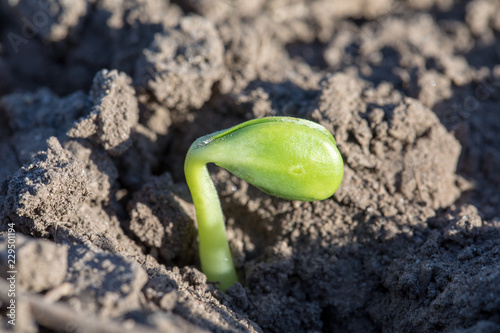Soybean seedling emerging from ground. Notice the hooked hypocotyl._00036