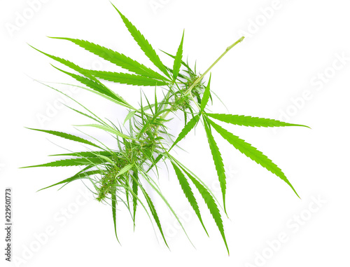 Marijuana medical use with a high content of CBD