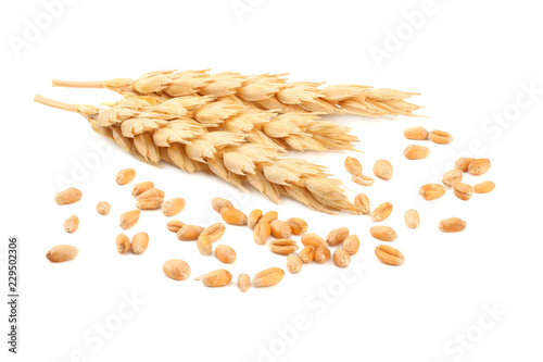 spikelets of wheat isolated on white background.
