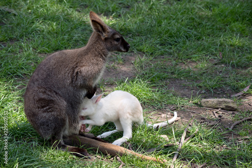 red necked wallaby with albino joey suckling 