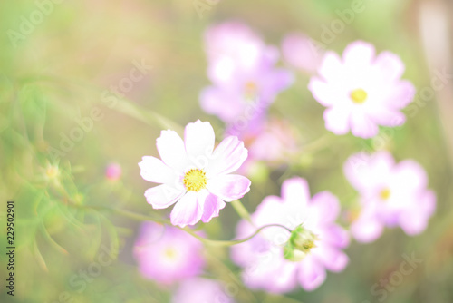 Field flowers  