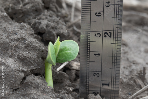 A soybean showing cotyledon leaves stands behind a soybean with hooked hypocotyl emerging from the soil with ruler photo