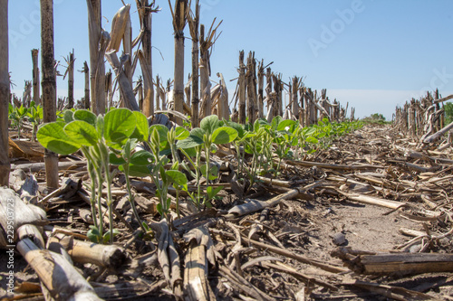 soybeans growing up through corn stover in a no-till planting