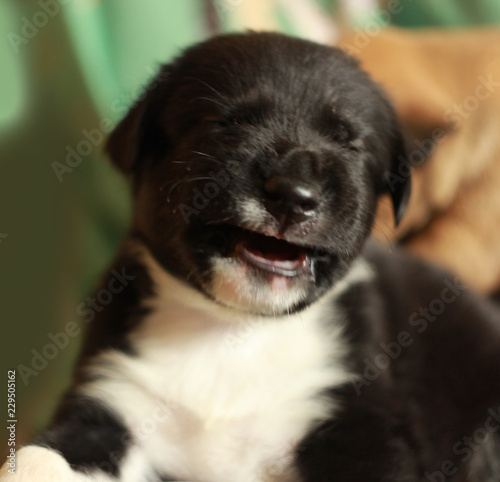 young cute black labrador retriever dog puppy lying on the knees of a tanned woman relaxing and getting massaged