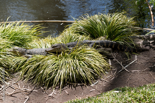 alligator in tall grass