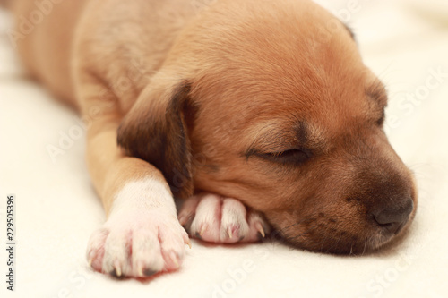 little cute dog sleeping on women hands