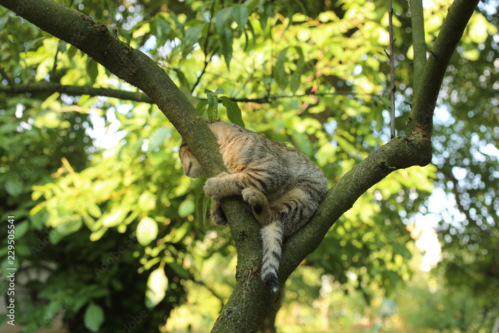 Naklejka premium Cat on a tree branch