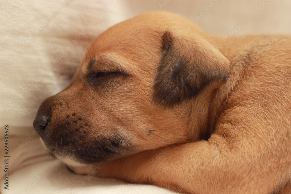 little cute dog sleeping on women hands little cute dog sleeping on women hands