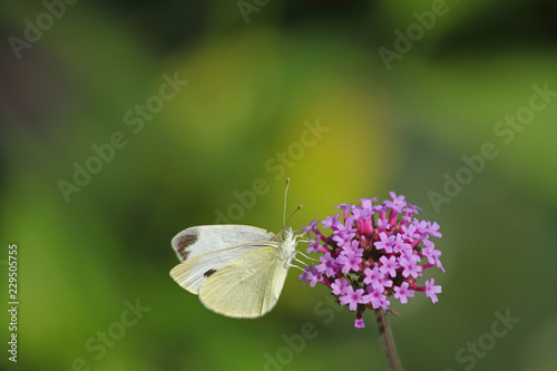 Kohlweißling an einer Blüte