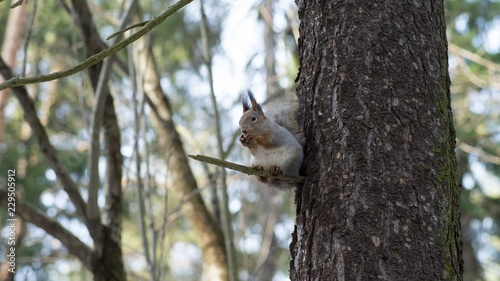 squirrel on a tree © lesa8080