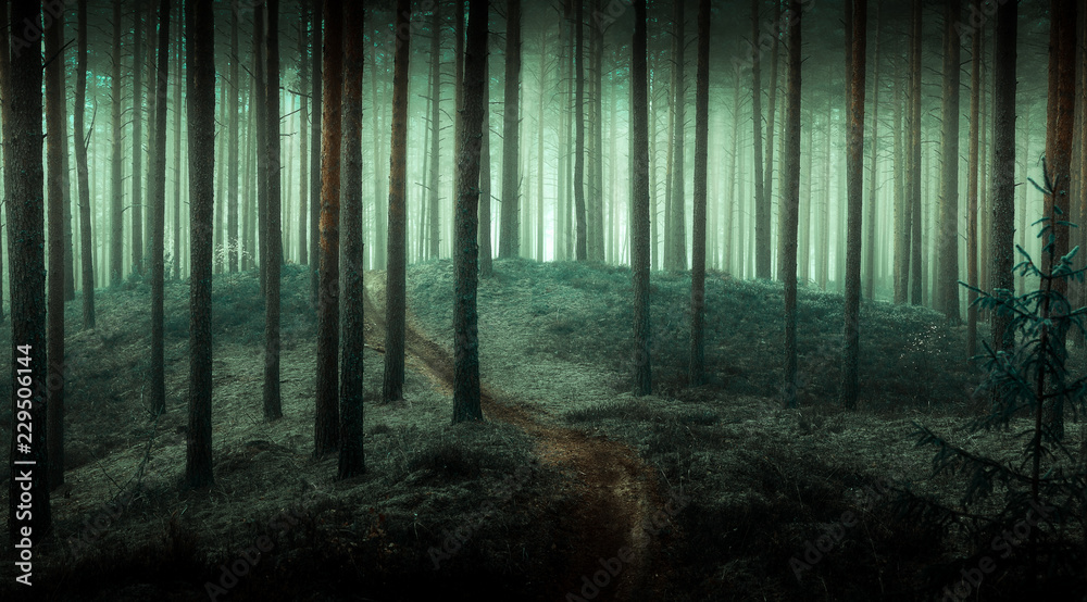Fototapeta premium fairy forest