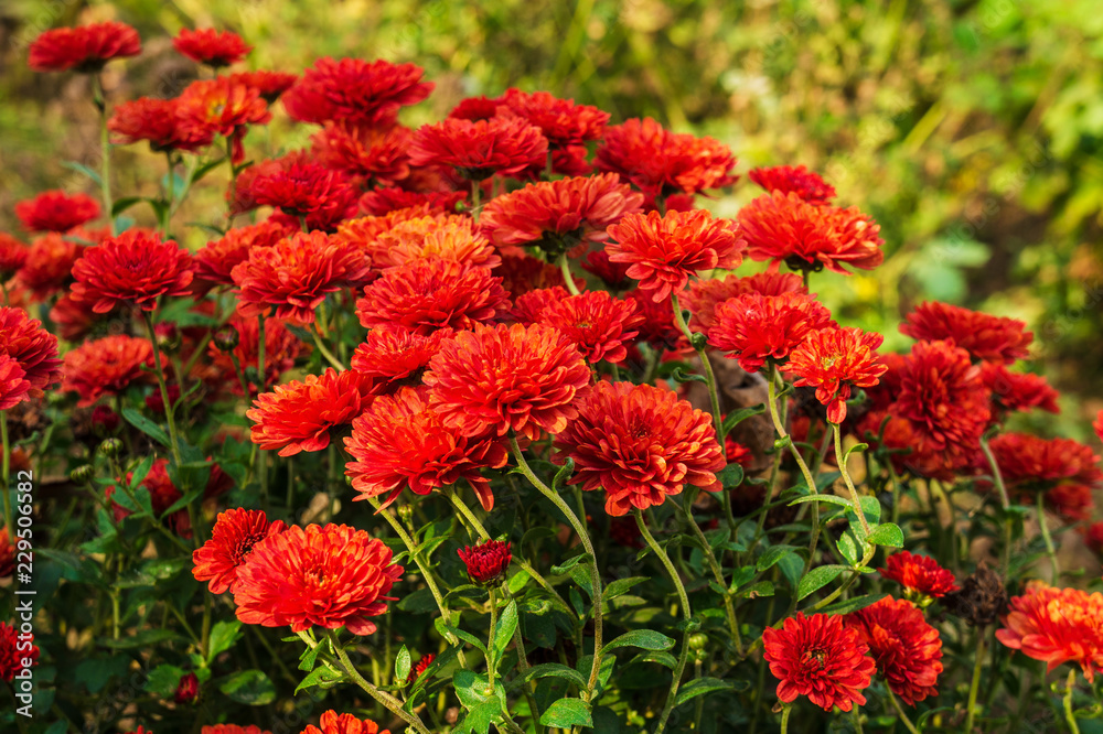 Chrysanthemums flower in autumn. flowers are bright colors.