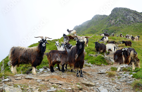 A herd of goats grazing under the mount of Soum de Matte in the Pyrenees mountain. France.