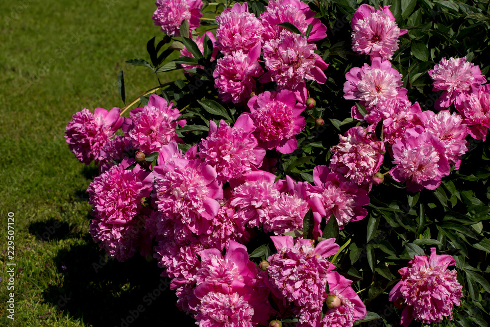 Obraz premium pink peony flowers in the garden